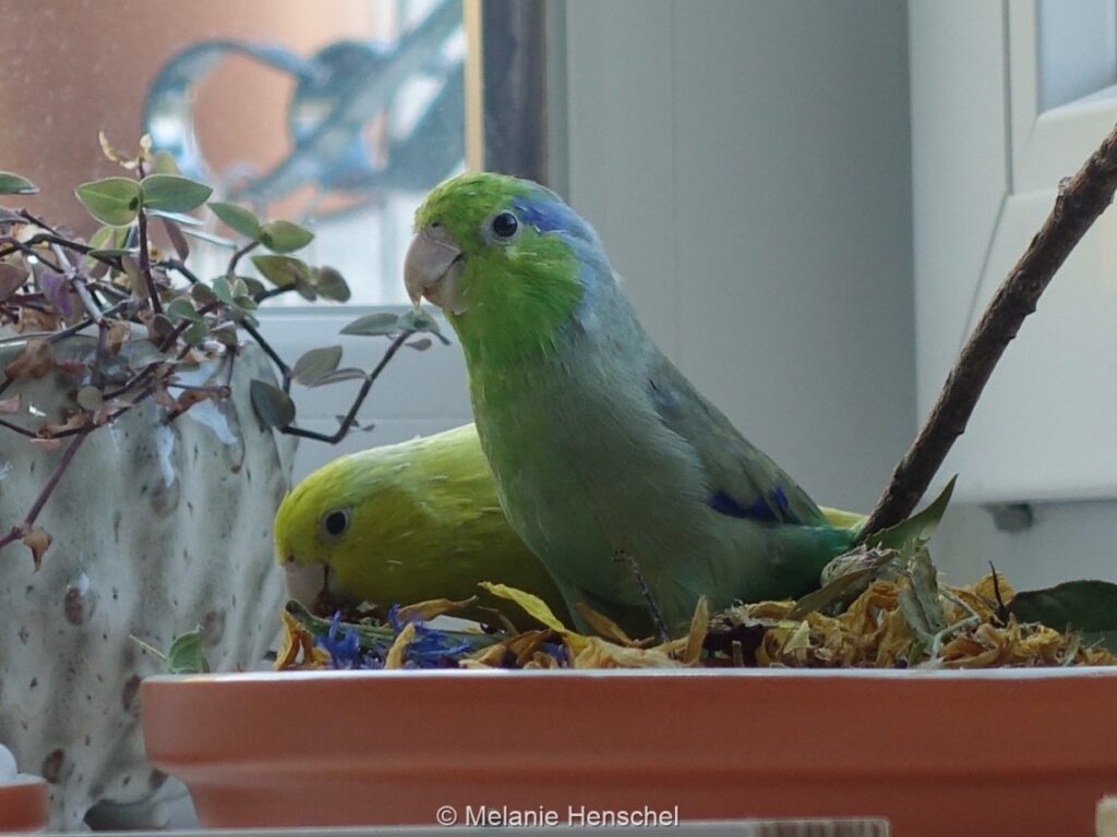 Zwei Sperlingspapageien sitzen in einer Schale mit getrockneten Blüten. Der Vogel im Vordergrund hat die Augen aufgerissen, der im Hintergrund nicht.