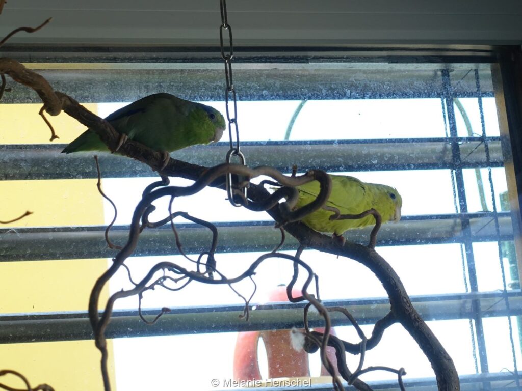 Zwei Sperlingspapageien sitzen geduckt auf einem Zweig am Fenster, um durch die halb geschlossenen Jalousien aus dem Fenster schauen zu können.