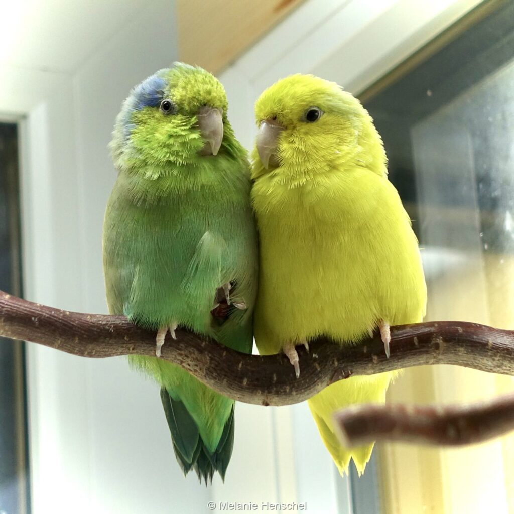 Ein schmusendes Blaugenick-Sperlingspapageienpärchen