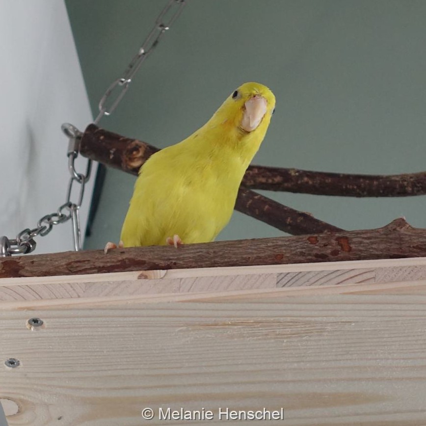 Ein Sperlingspapagei macht sich lang und schaut von einer Plattform herab in die Kamera.