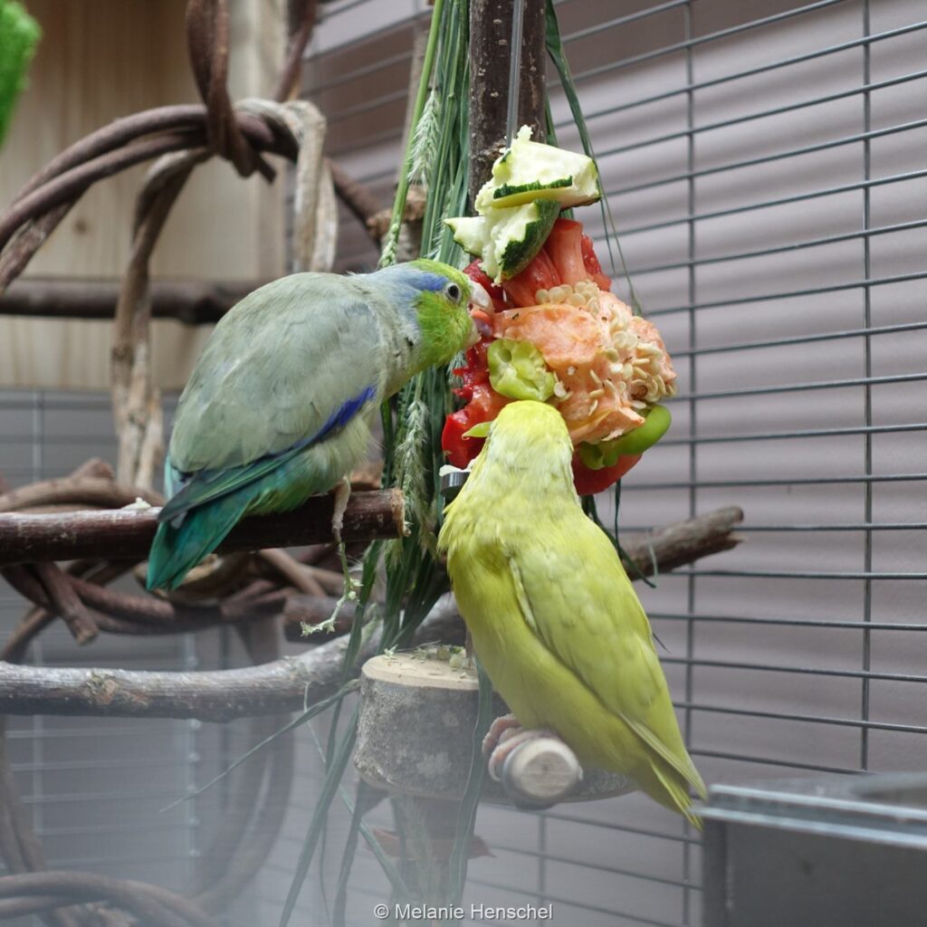 Die richtige Ernährung: Zwei Sperlingspapageien fressen an einem Stück Paprika und einem Stück Zucchini, welche an einem Edelstahlspieß angebracht sind.