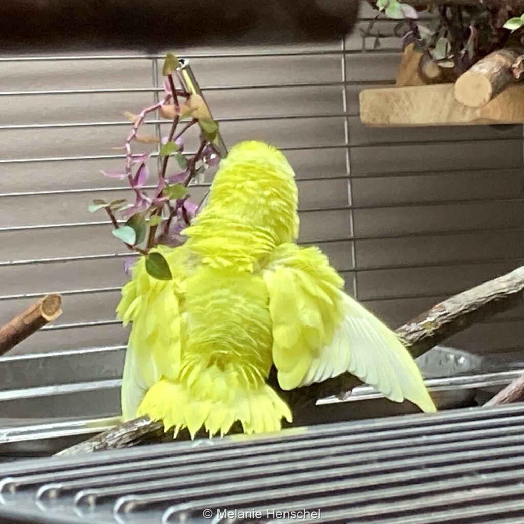 Ein Sperlingspapagei beim Baden. Das Gefieder ist stark aufgeplustert, der Schwanz gefächert und die Flügel ausgebreitet.