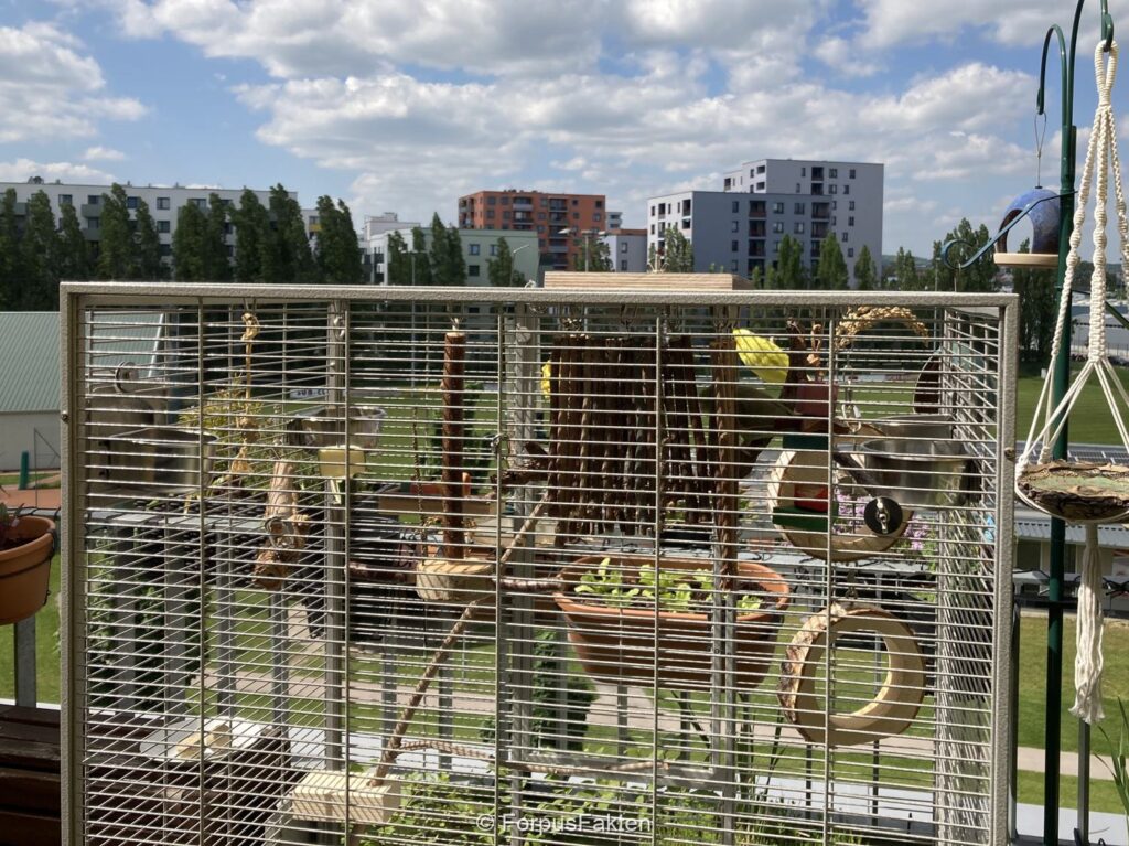 Zwei Sperlingspapageien in der Sonne in einem Käfig auf der Terrasse.