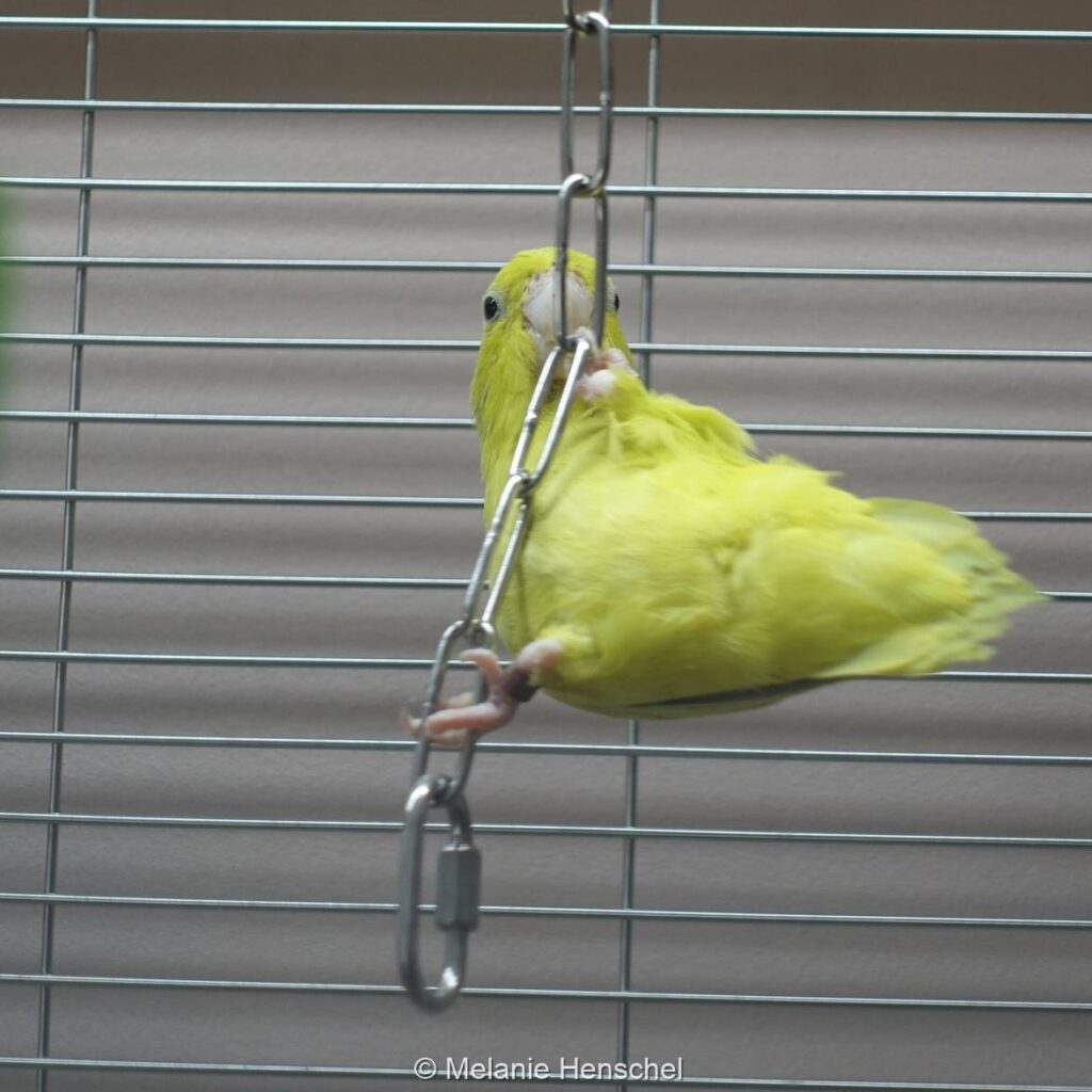 Ein Sperlingspapagei klettert an einer freischwingenden Kette.