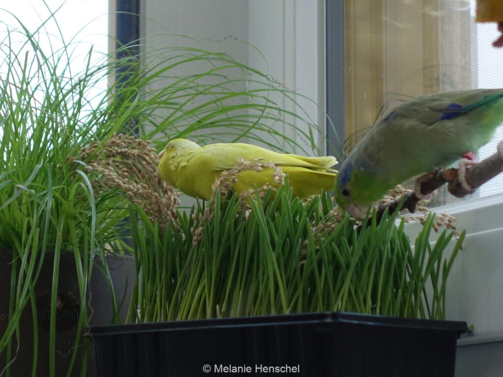 Die richtige Ernährung: Ein Topf mit Katzengras und eine Schale mit Weizengras, beide sind mit Rispenhirse gespickt. Zwei Sperlingspapageien erkunden die Pflanzen und fressen davon.