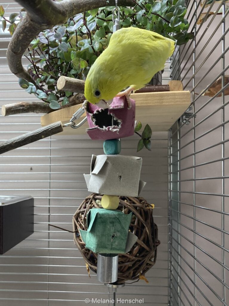 Ein Sperlingspapagei hängt an einem Futterversteck aus kleinen, körnergefüllten Pappboxen.